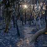 Indonesia Wildfire,Indonesia Wildfire Hotspots,BNPB