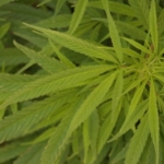 Cannabis