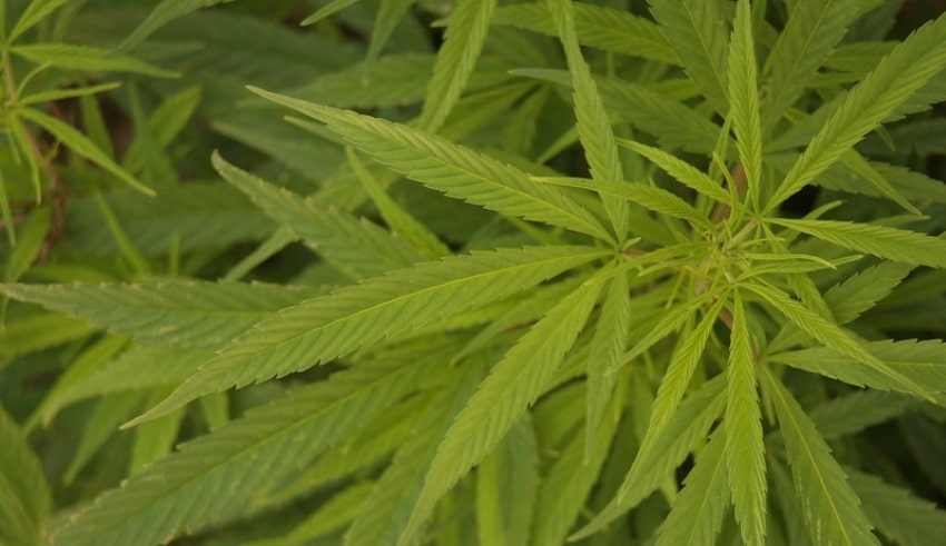 Cannabis