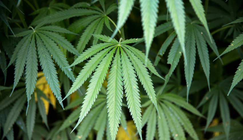 Malaysia's health ministry welcomes medical cannabis clinical studies