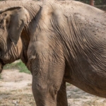 after 25 years of tourist rides in thailand, the elephant's back caves in