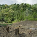 indonesia’s forests under fire a 27% surge in deforestation