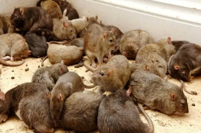 Eating Rats Appocalipse Is Eating Rats Safe? Expert Advice for Survival Situations
