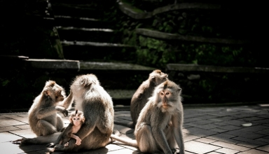 monkey forest ubud