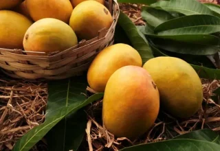indian mango festival suntec singapore