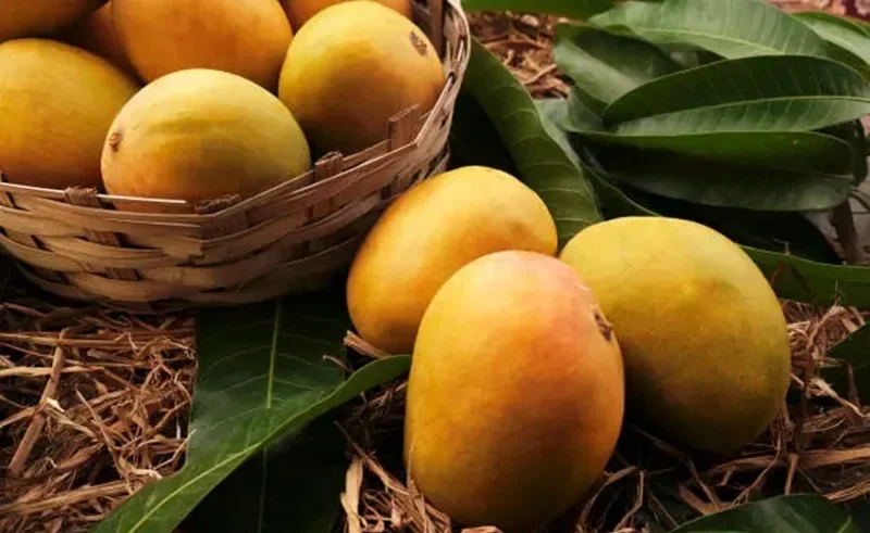 indian mango festival suntec singapore