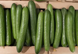 japanese festivals sell cucumbers