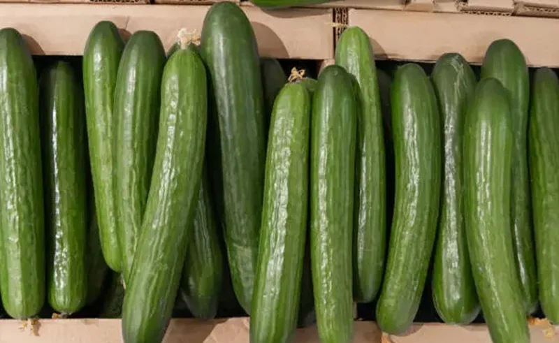 japanese festivals sell cucumbers