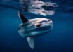 ocean sunfish in malaysia