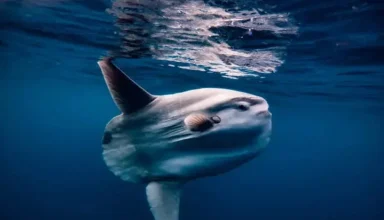 ocean sunfish in malaysia