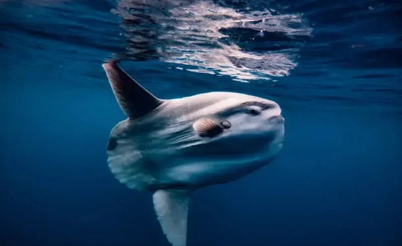 ocean sunfish in malaysia