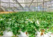brazil asean agtech partnerships