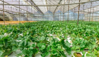 brazil asean agtech partnerships