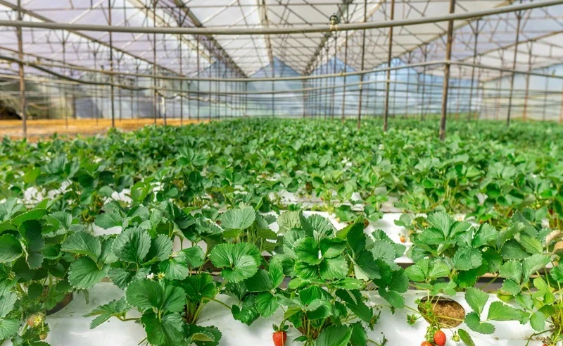brazil asean agtech partnerships