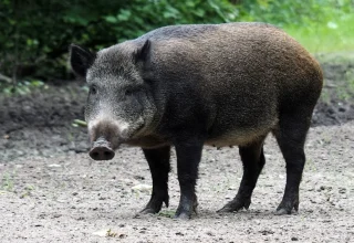 nparks wild boar lawsuit