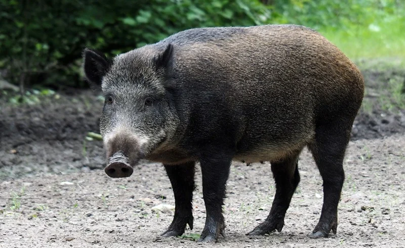 nparks wild boar lawsuit