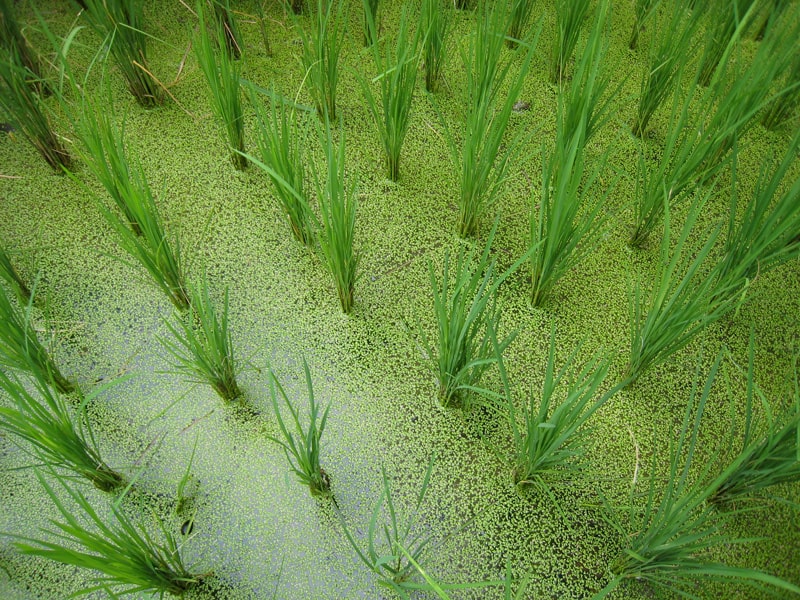 Rice exports decrease