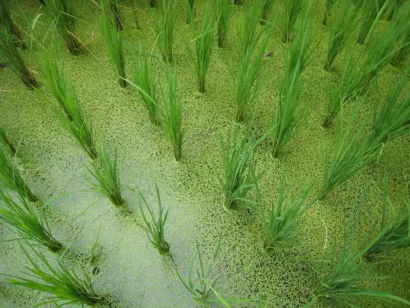 Rice exports decrease