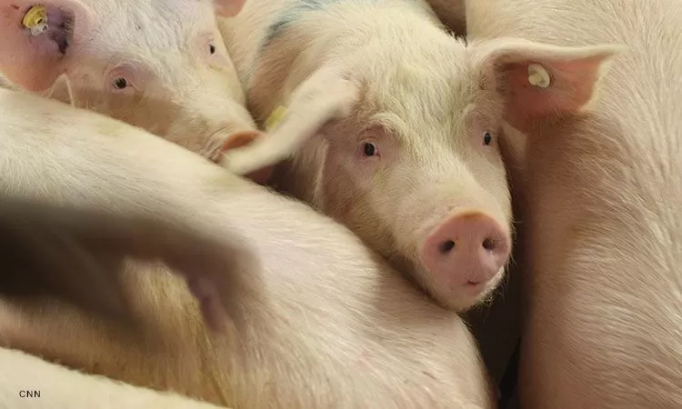 Lockdown in Davao Occidental Due To African Swine Fever