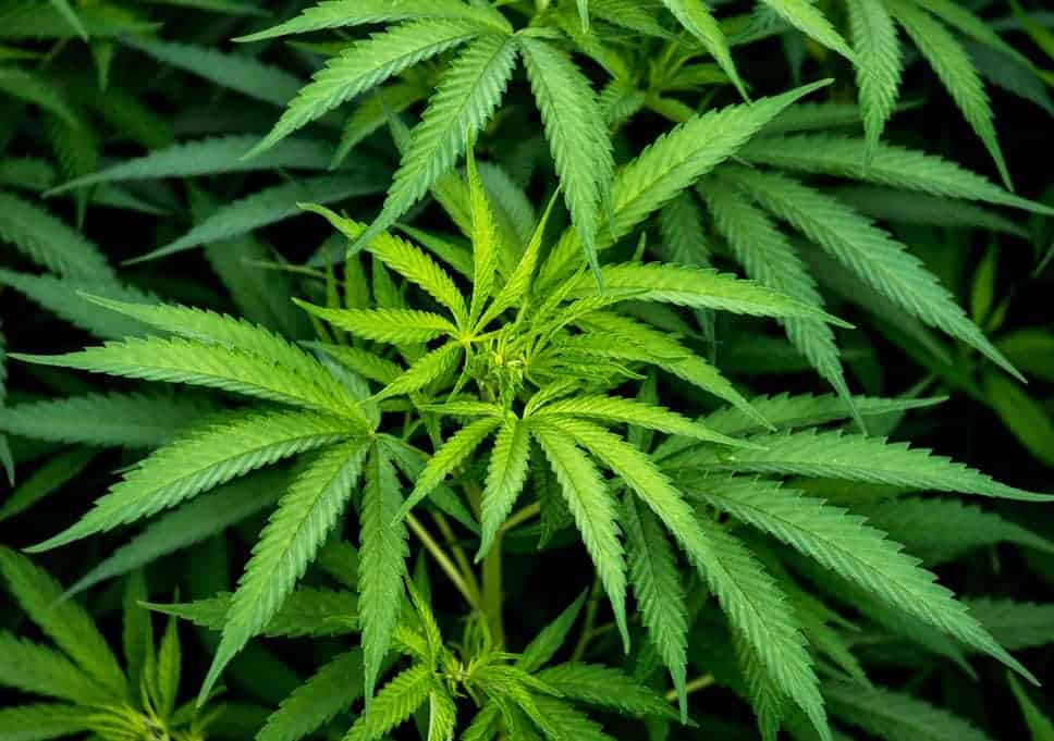 An Idea Arises About Export Cannabis, BNN Totally Rejects It