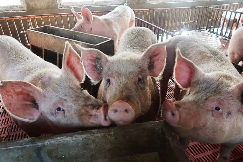 1k Dead hogs in Mindanao’s Western Davao ASF outbreak