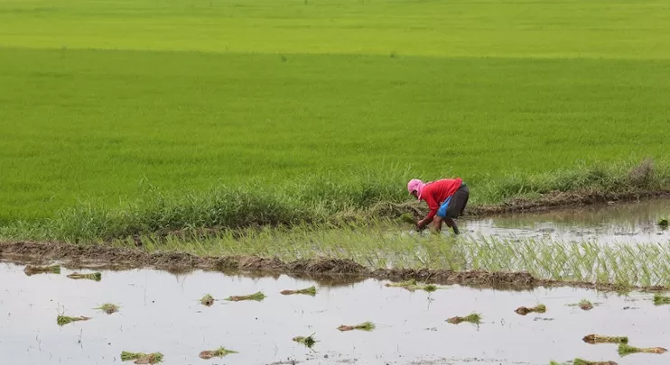 Rice farmers lose P68B in 2019, twice as much as consumers ‘ gains,