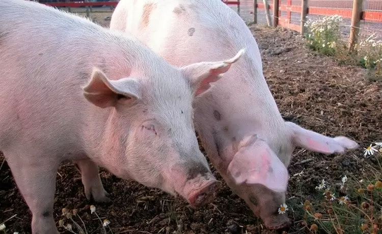 Expansion of Pork Ban