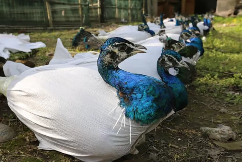 China’s wildlife trade ‘ outright bans ‘ over COVID-19