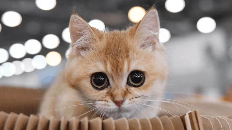 Covid-19: Cat contracts virus from owner, a new case of human-to-animal transition?