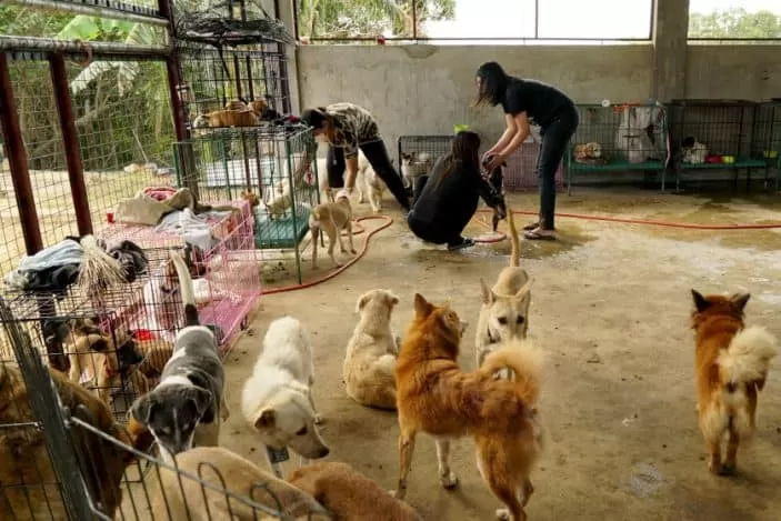 Pet Handling in the Seam of COVID-19
