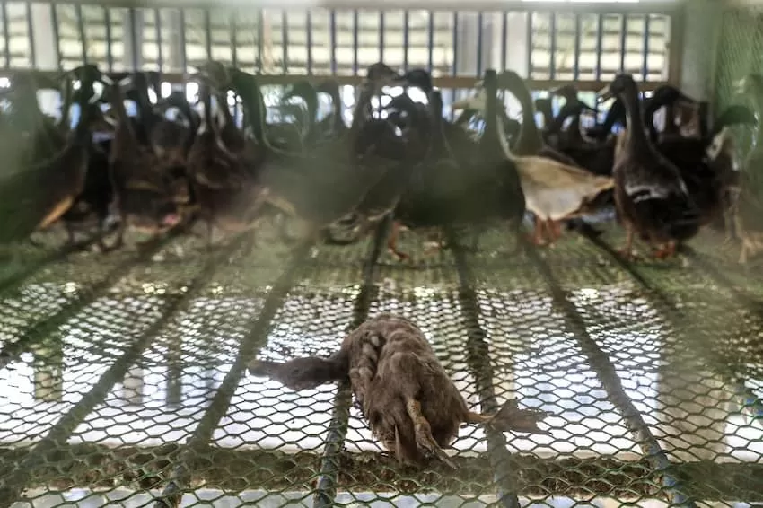 Nueva Ecija City is a failure to prevent bird flu