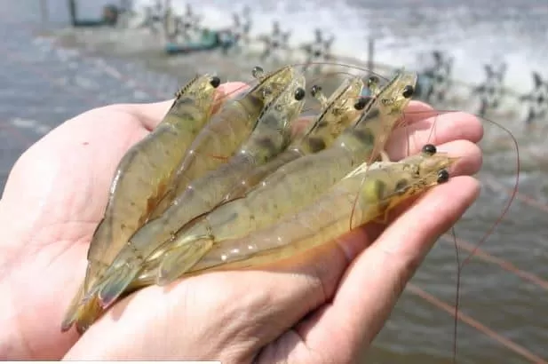 CP considers setting up US shrimp farm