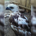 Pinsker’s Hawk-Eagle rescued in Philippines