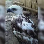 Pinsker’s Hawk-Eagle rescued in Philippines