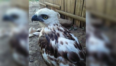 Pinsker’s Hawk-Eagle rescued in Philippines