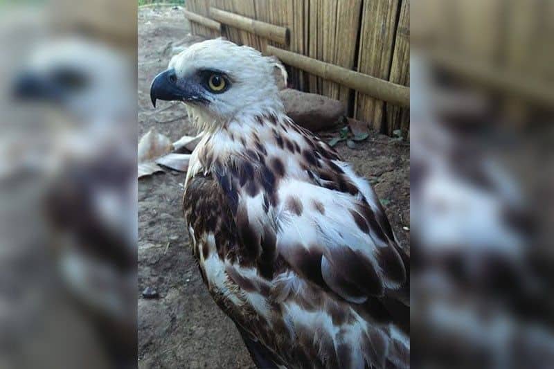 Wildlife Restoration Never Stops: A Call to Preserve Endemic Species in the Country