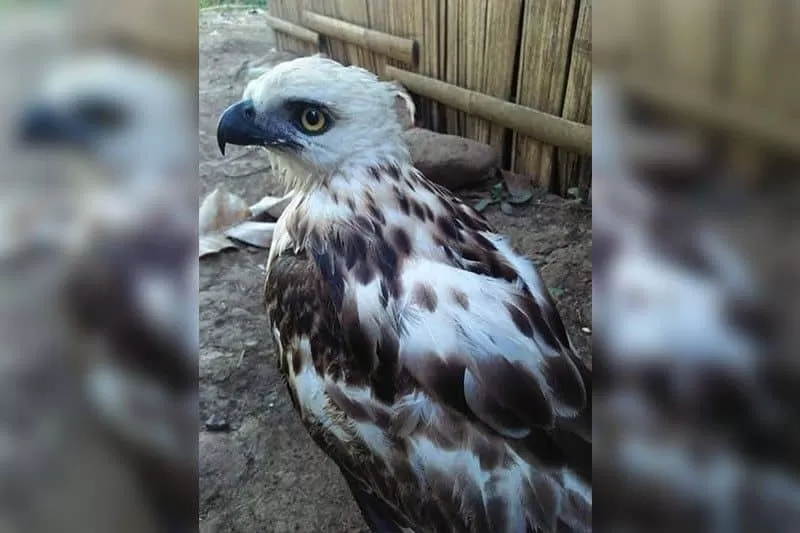 Wildlife Restoration Never Stops: A Call to Preserve Endemic Species in the Country