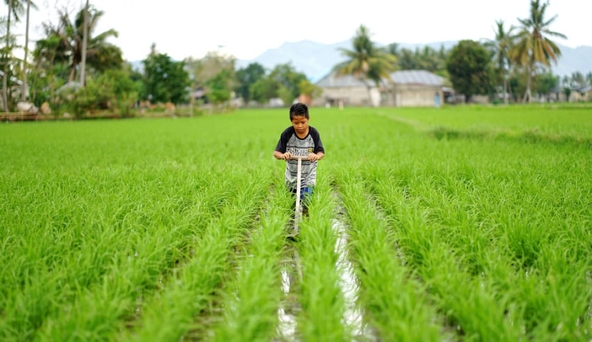 A boy works a rice field in Lamahu Village