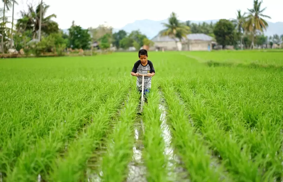 Subsidies for 2.44 million farmers, deficit of basic necessities in some provinces