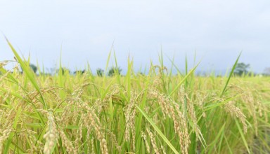 price of Thai jasmine rice has risen