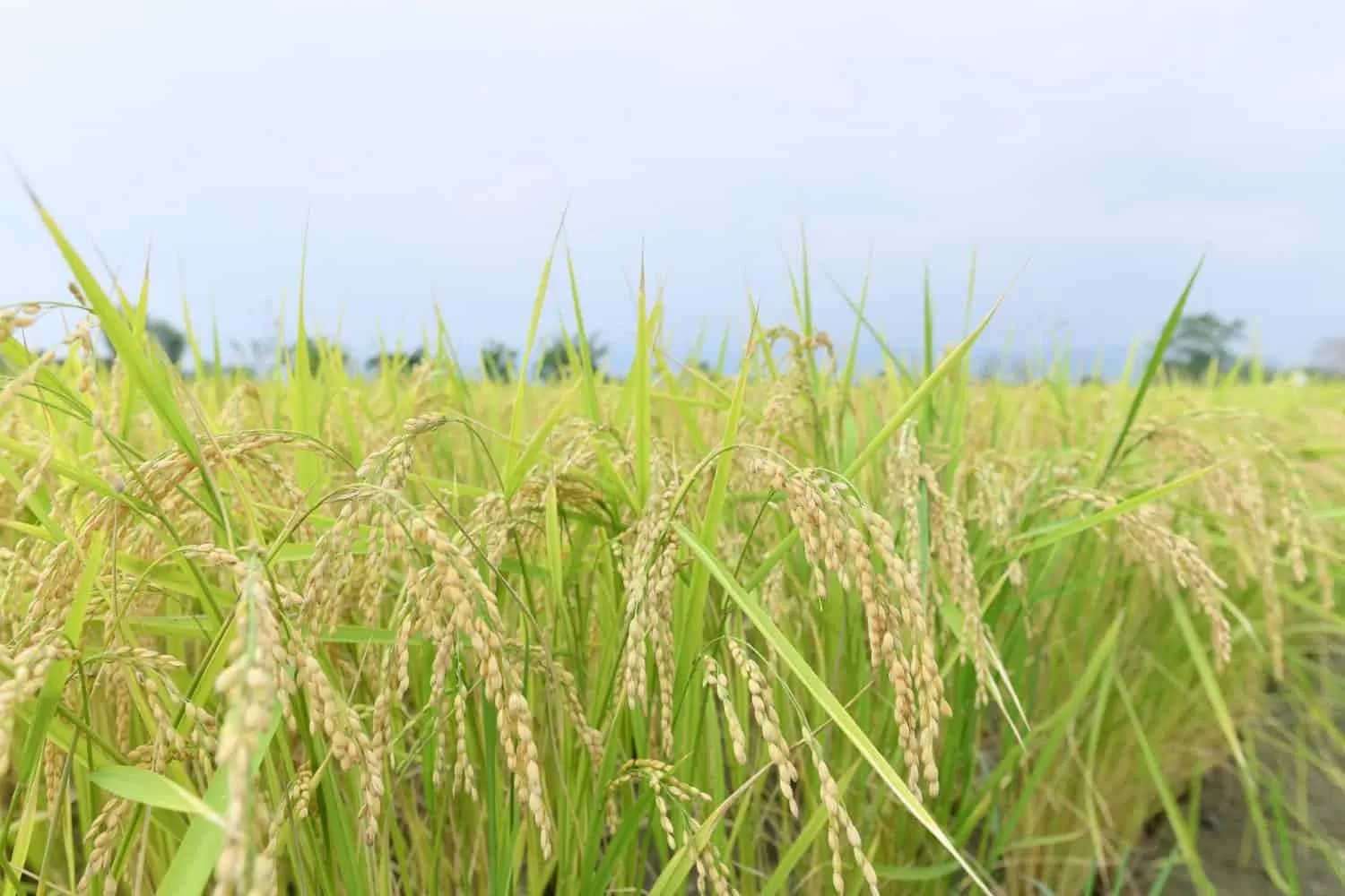 price of Thai jasmine rice has risen