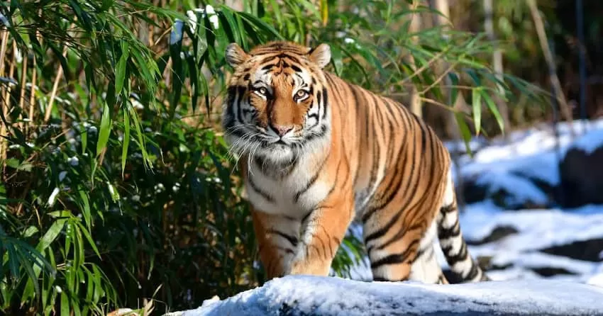 Malayan Tiger at Bronx Zoo test positive for Coronovirus