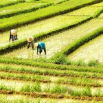Indonesia people are working in the rice fields