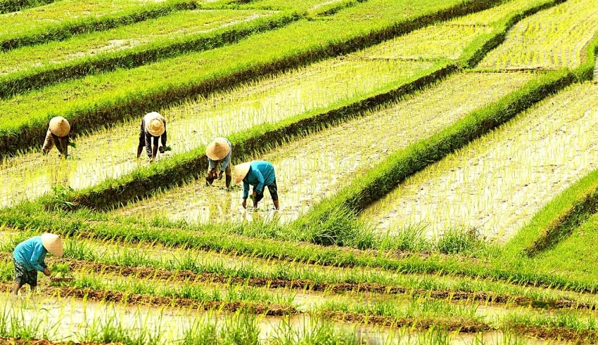 Indonesia people are working in the rice fields