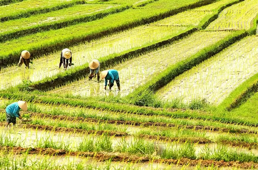 Indonesia people are working in the rice fields