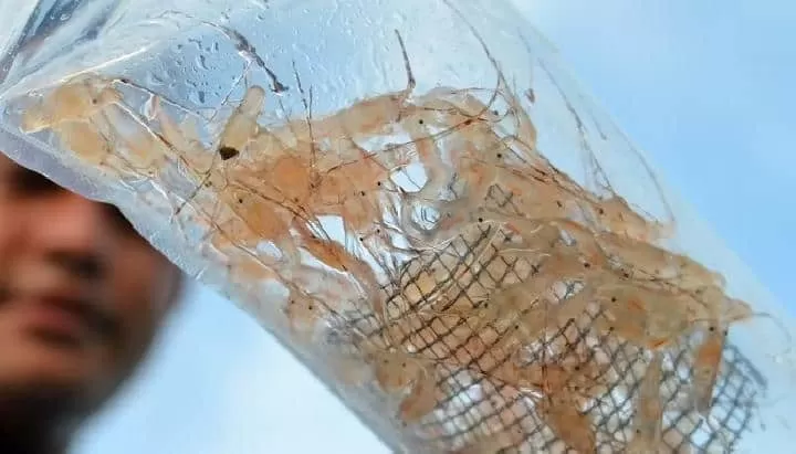 Police thwart Lobster Seeds Smuggling worth Rp 6.73 billion to Malaysia, 5 perpetrators arrested