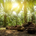 Malaysia Palm oil plantation