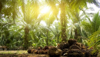 Malaysia Palm oil plantation