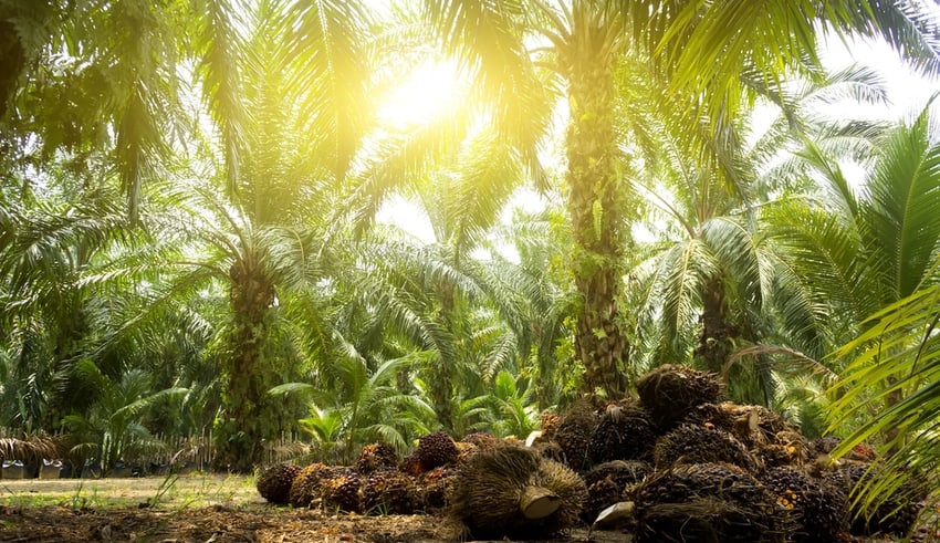 Malaysia Palm oil plantation
