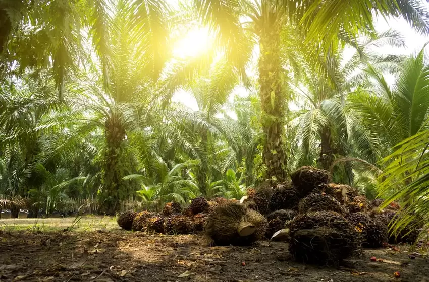 Malaysia Palm oil plantation